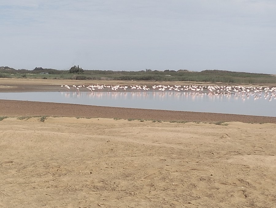 Swakop