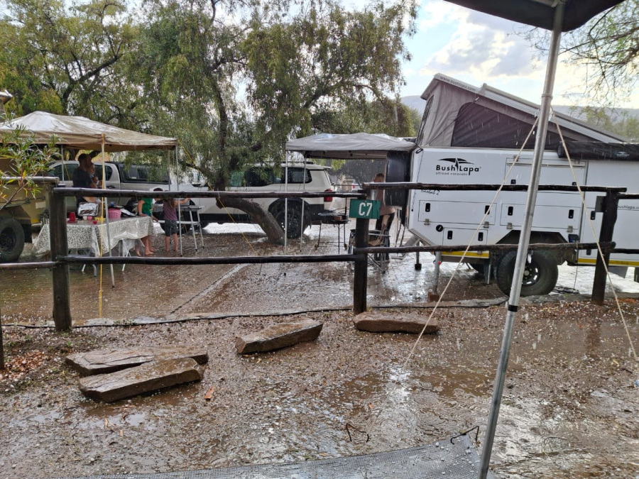 Bergkwagga