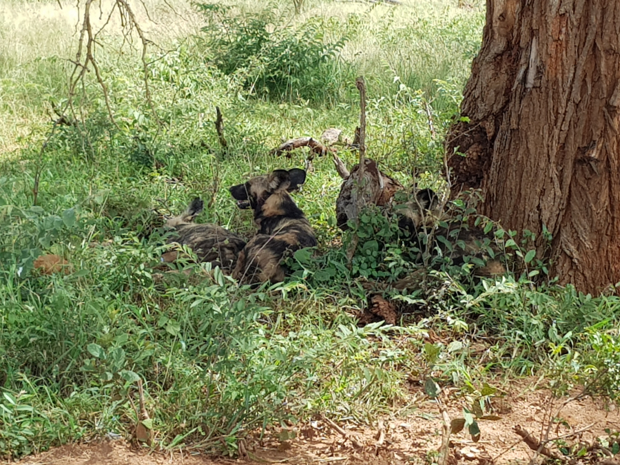 Wildtuin