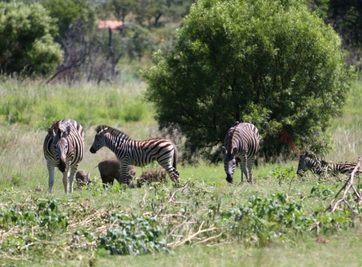Kampforum mabalingwe