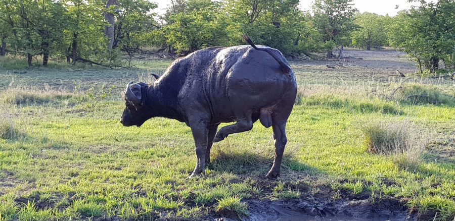 Shingwedzi