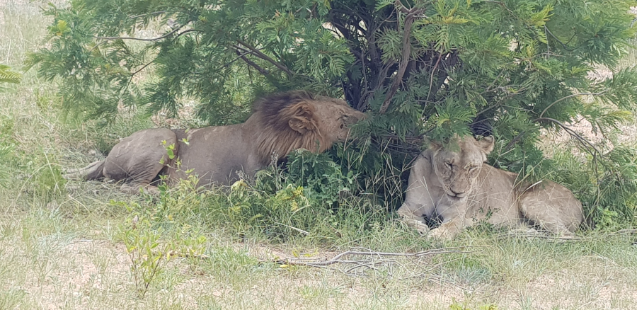 Shingwedzi