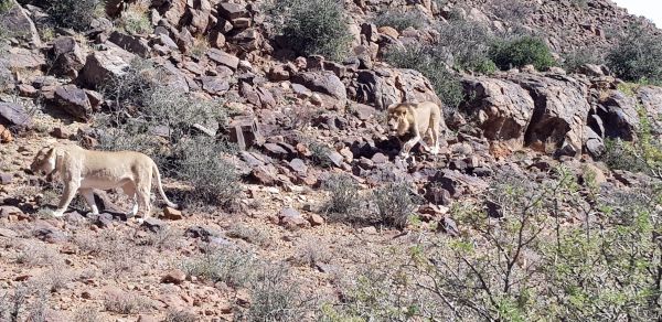 Karoo