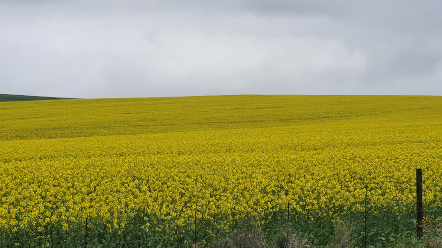 Canola
