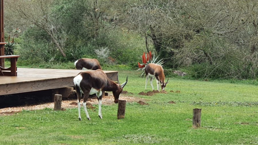Bontebokpark