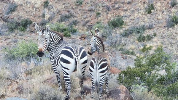 Karoo