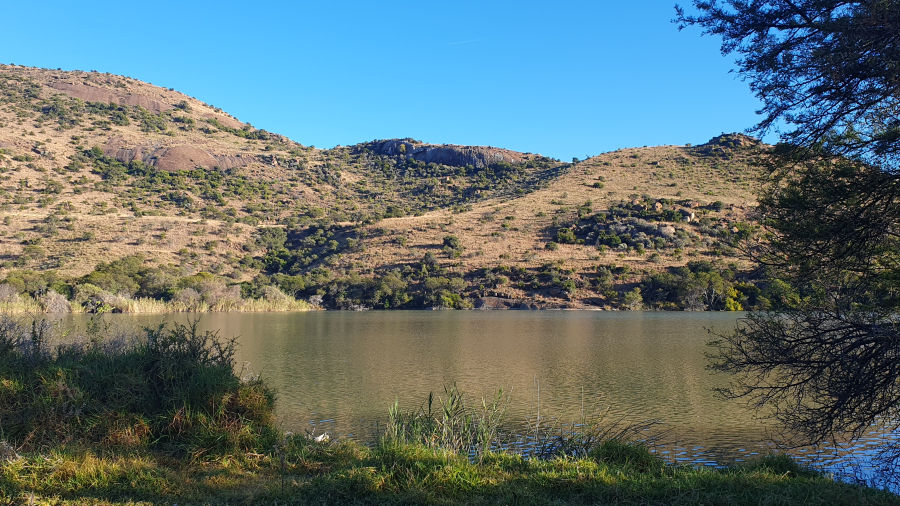 Bergkwagga