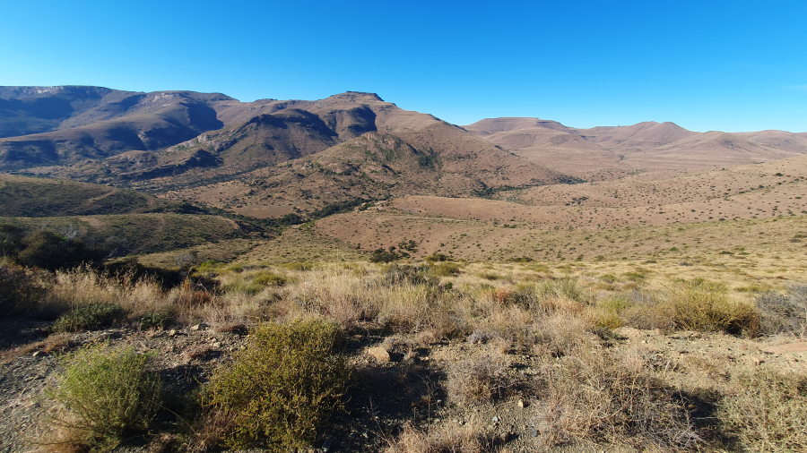 Bergkwagga