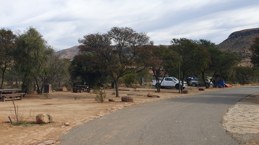 Bergkwagga