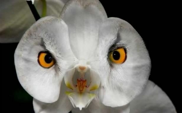 Owl orchid