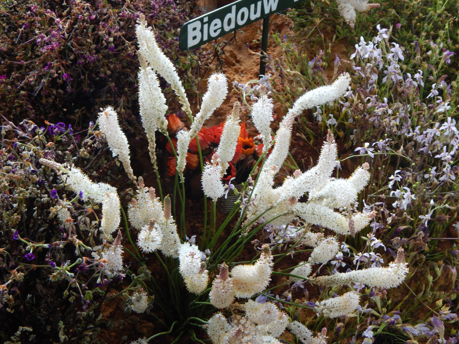 b3