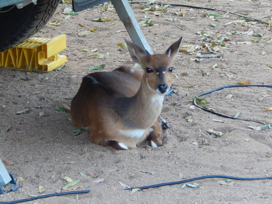 bok