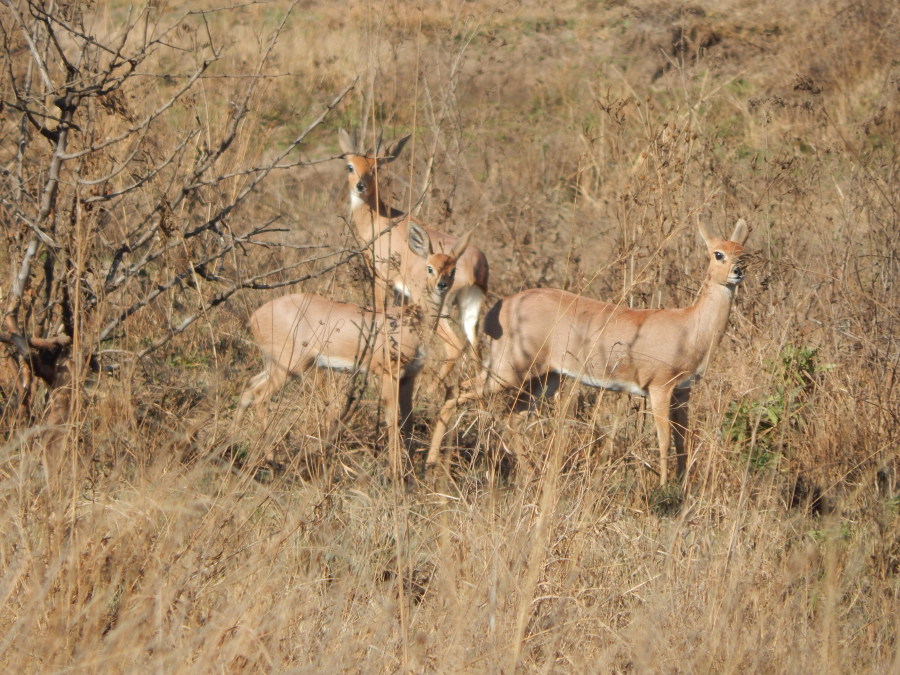 bok