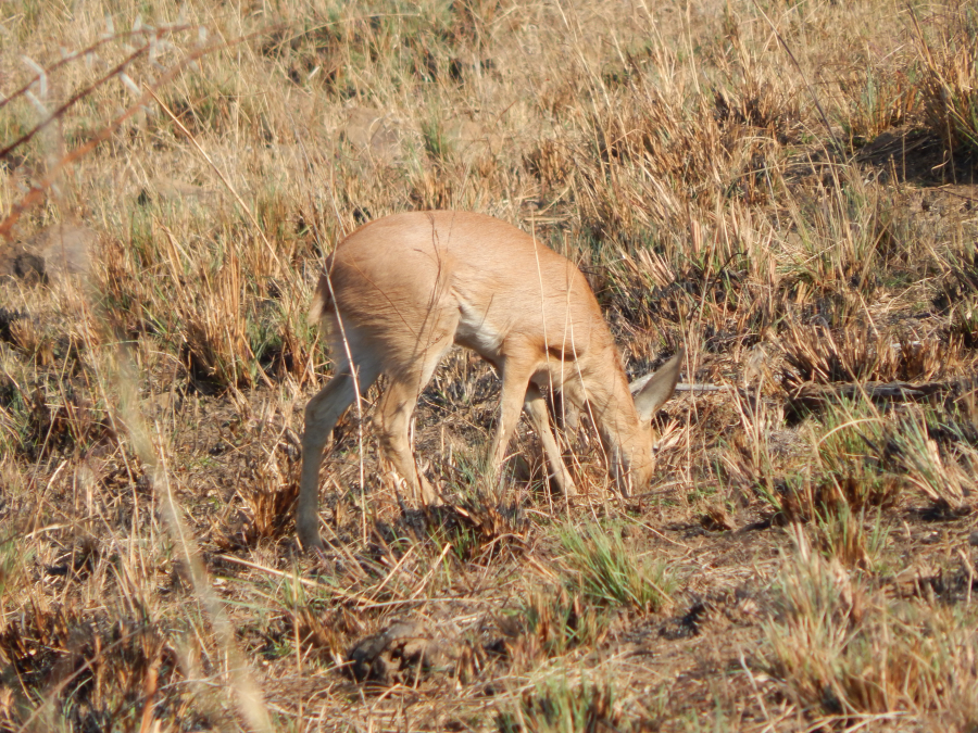 bok
