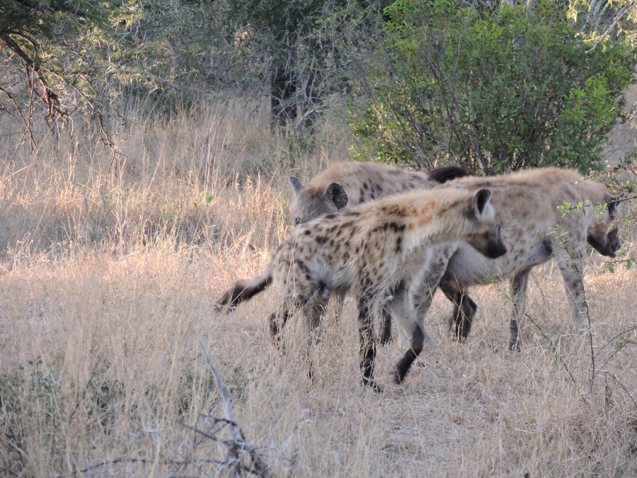 KNP
