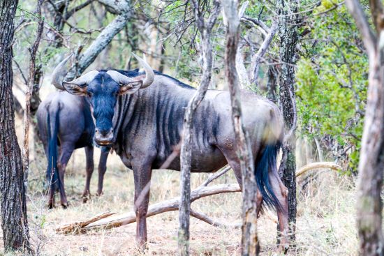 Dube Game Reserve Des 2018