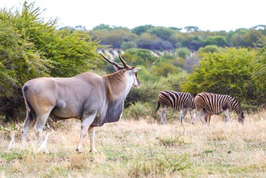 Dube Game Reserve Des 2018