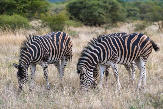 Dube Game Reserve Des 2018