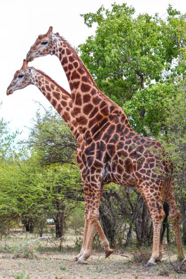 Dube Game Reserve Des 2018
