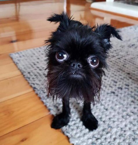 Scruffy se maatjie