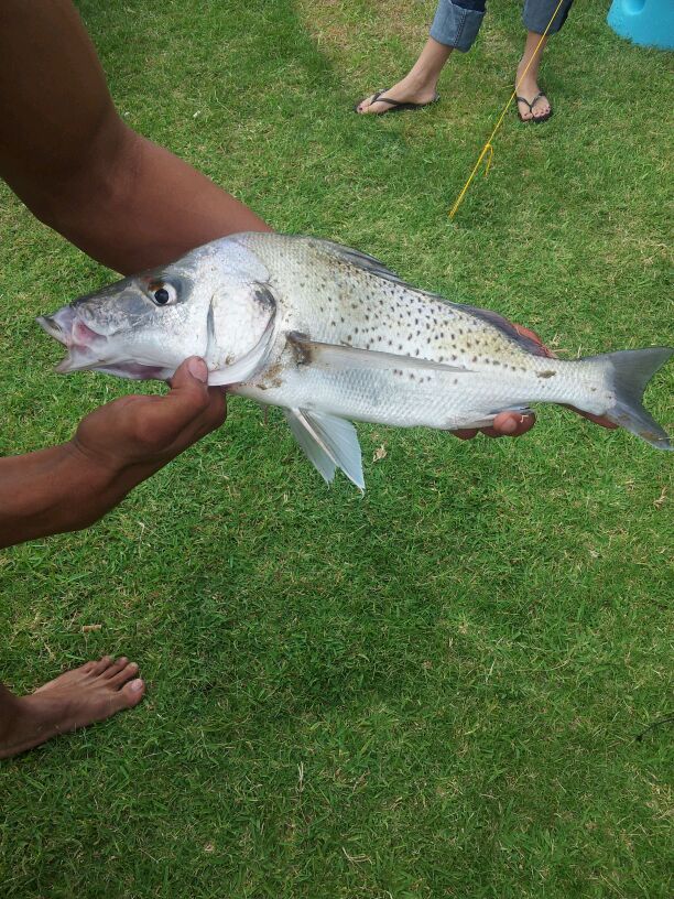 grunter