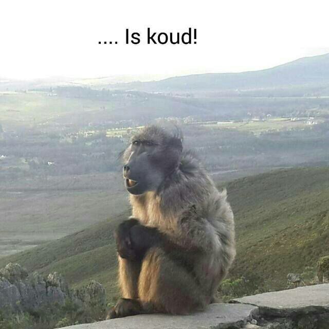Koue