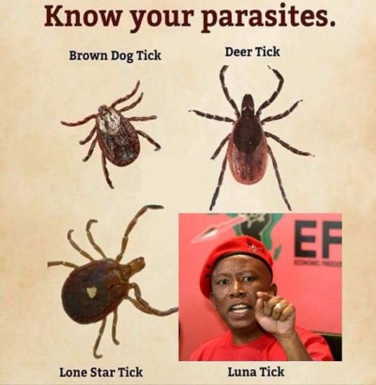 Luna tick