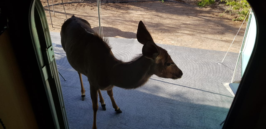 Karoo