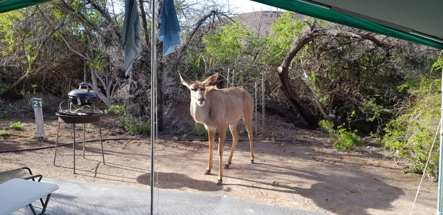 Karoo