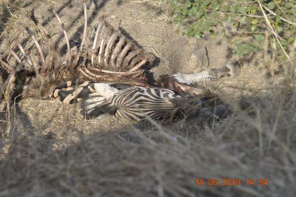 Zebra 