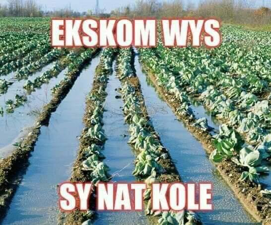 Nat kole