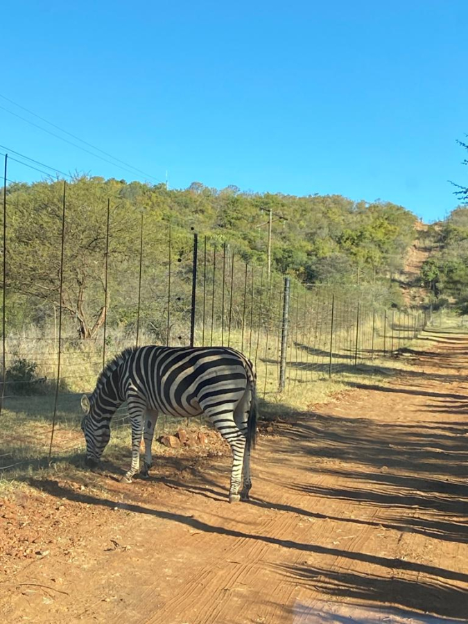 Marula
