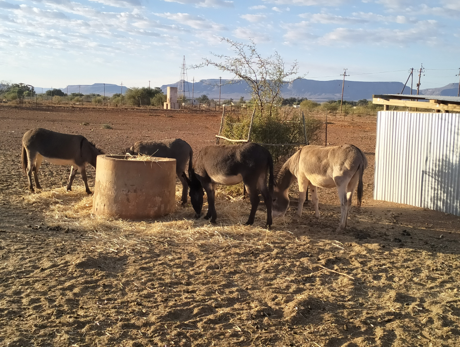 Donkieshoek