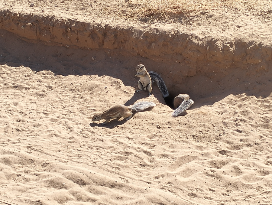 Kgalagadi