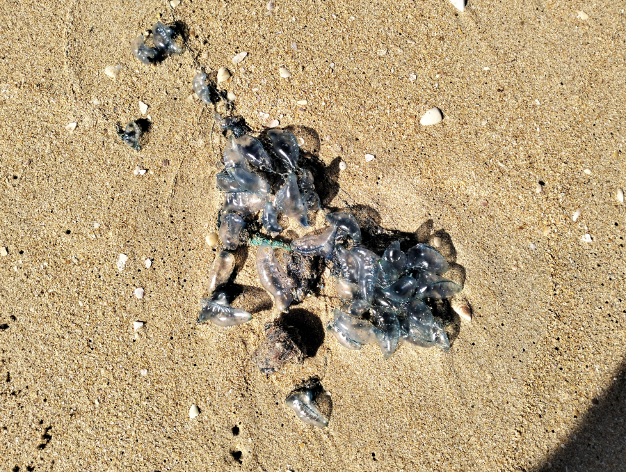 Dwarswegstrand
