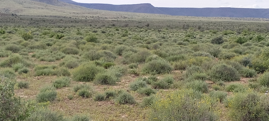 Karoo