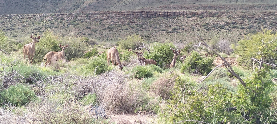 Karoo