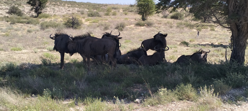 KgALAGADI