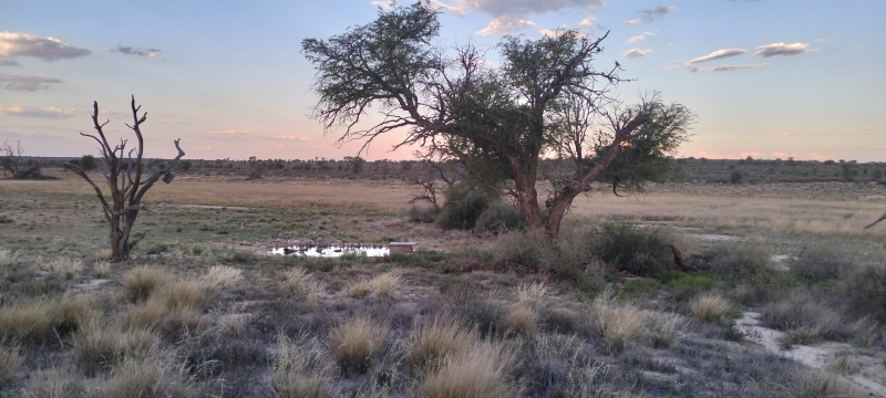 Kgalagadi