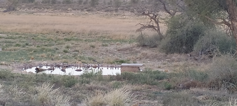 Kgalagadi