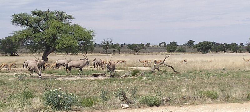 Kgalagadi