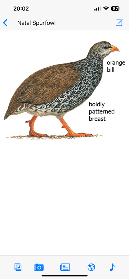 B