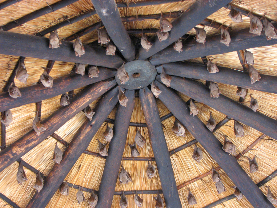 Skukuza