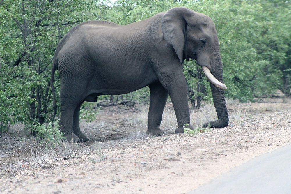 Olifant