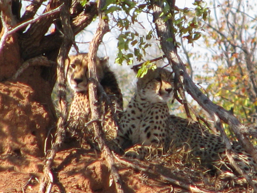 Cheetahs