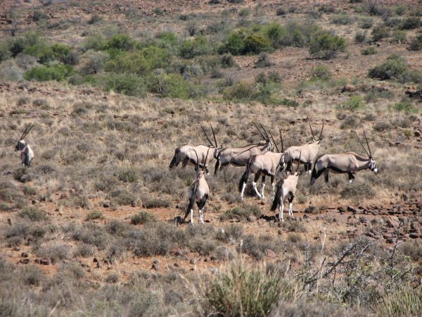 Karoo