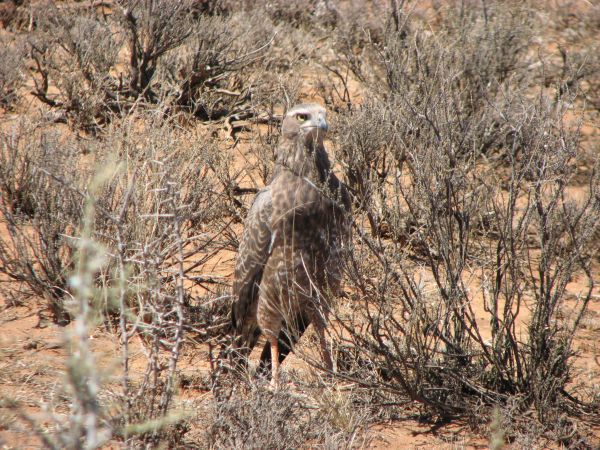 Karoo