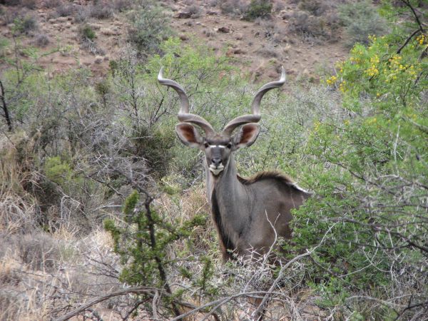 Karoo
