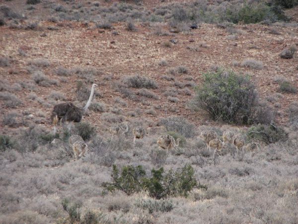Karoo