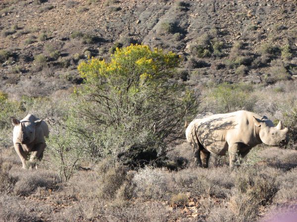 Karoo